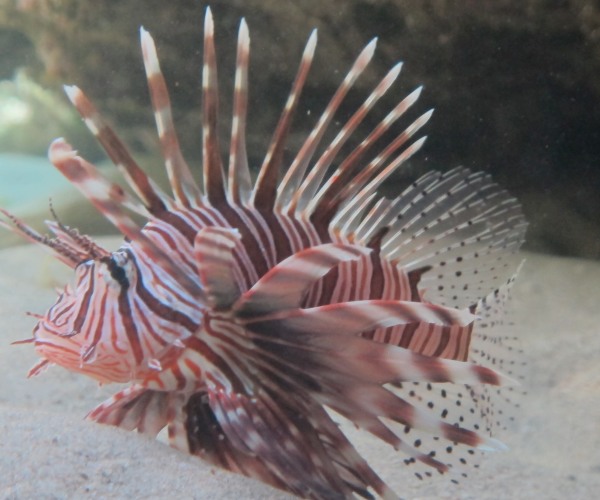 Kosi Mouth Snorkeling Adventure 3
